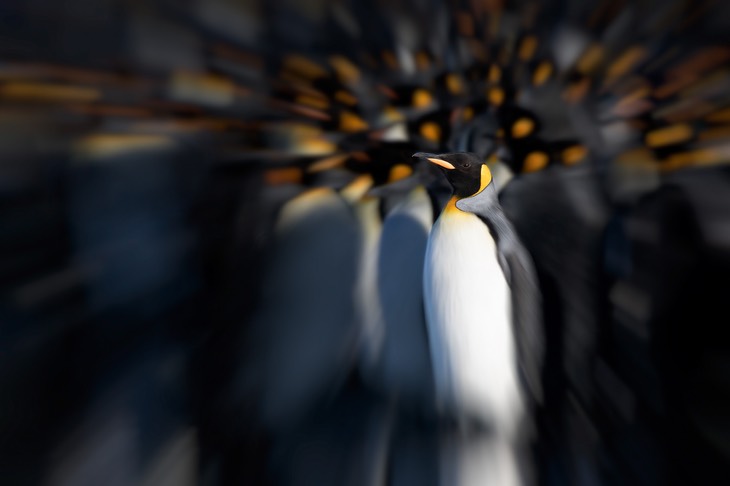 king penguin