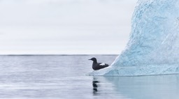 black guillemot