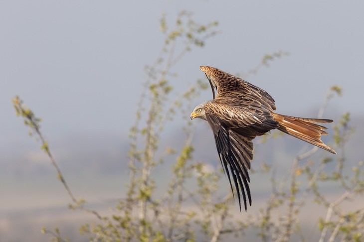 red kite