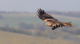 red kite