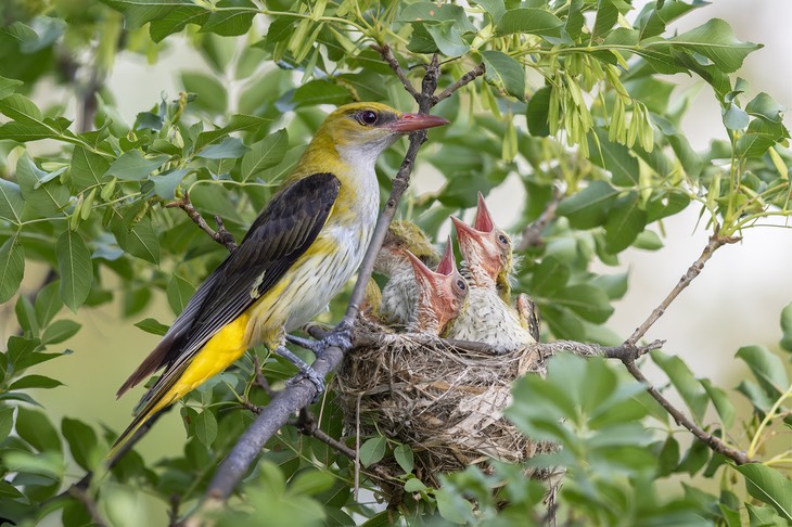 golden oriole