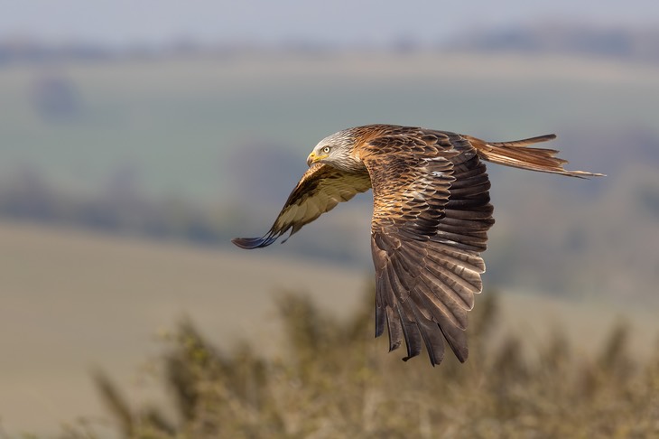 red kite