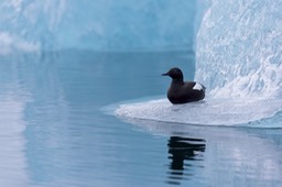 black guillemot