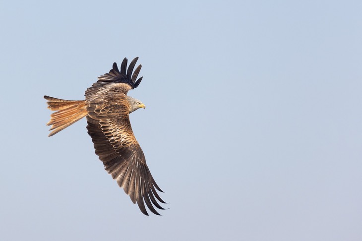 red kite