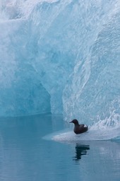 black guillemot