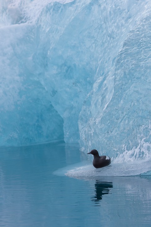 black guillemot