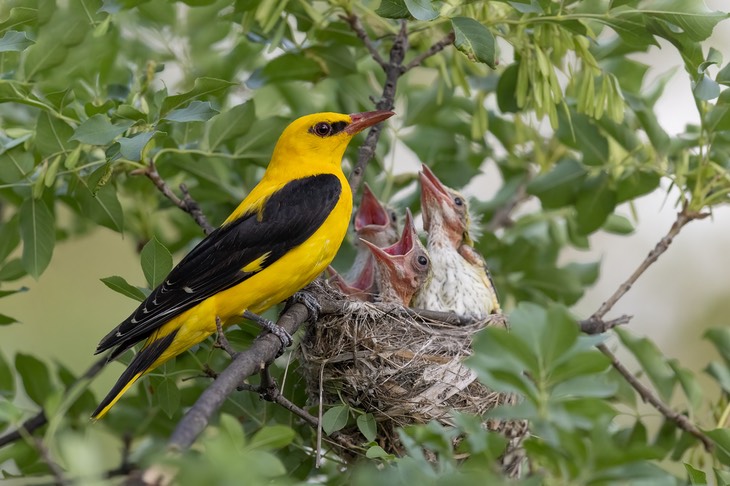 golden oriole