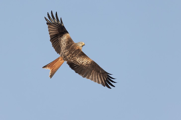 red kite