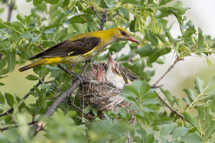 golden oriole