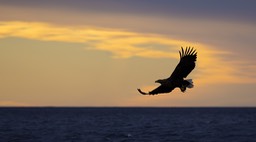 white tailed eagle