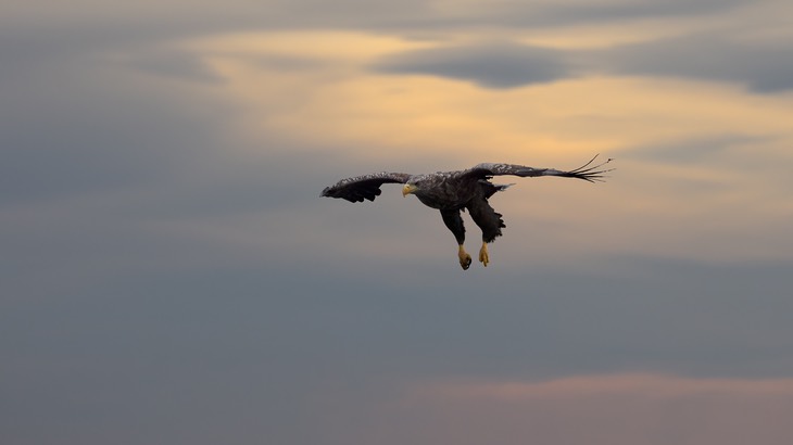 white tailed eagle