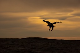 white tailed eagle