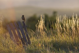 little owl