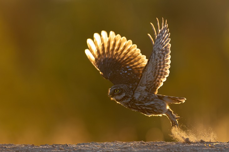 little owl