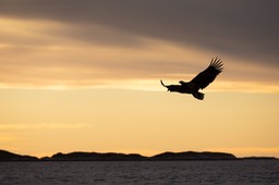 white tailed eagle