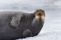 bearded seal