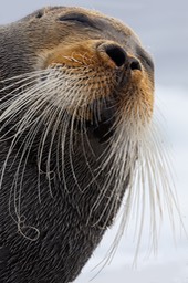 bearded seal