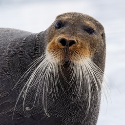 bearded seal