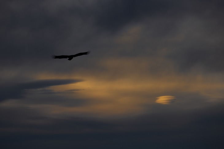 white tailed eagle