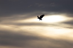 white tailed eagle