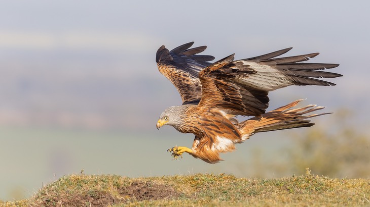 red kite