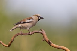 hawfinch