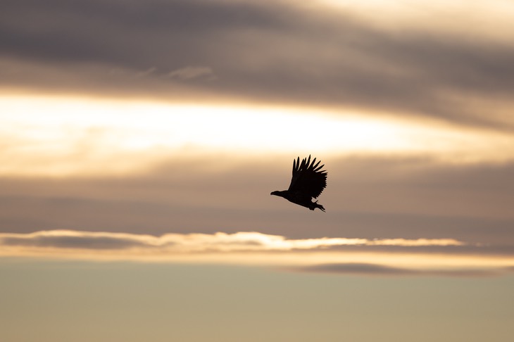 white tailed eagle