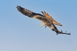 red kite