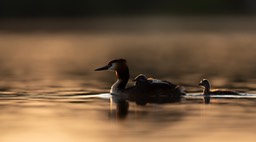 great crested grebe