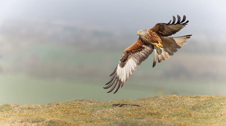 red kite