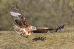 red kite