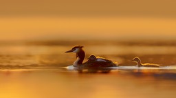 great crested grebe