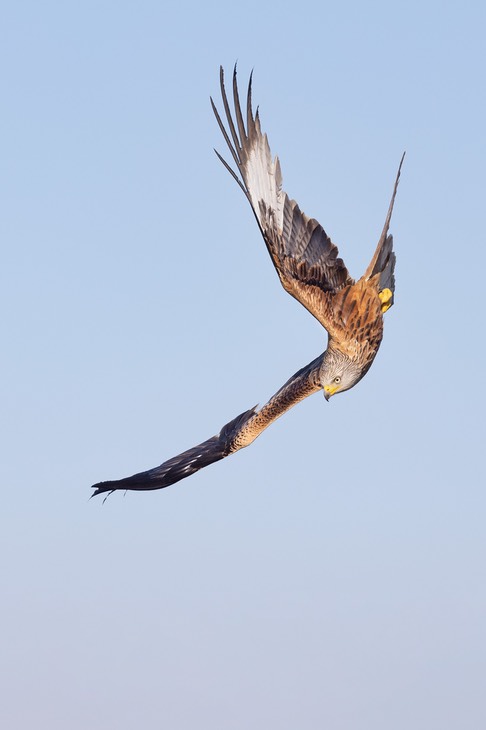 red kite