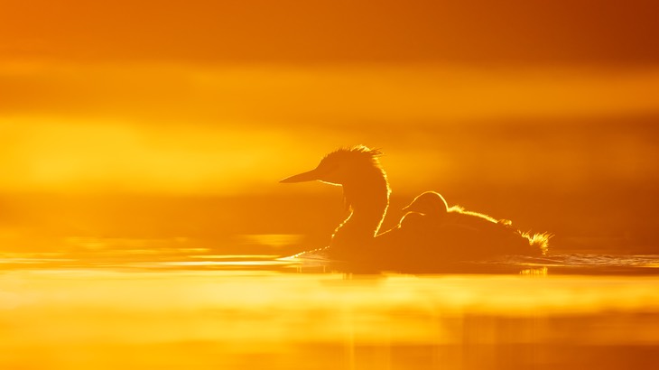 great crested grebe