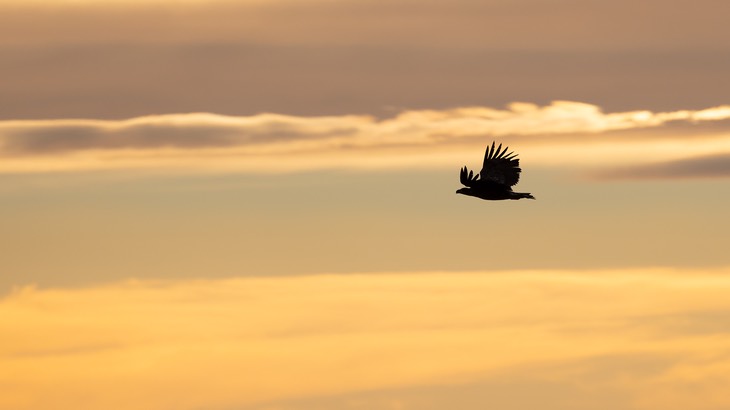 white tailed eagle