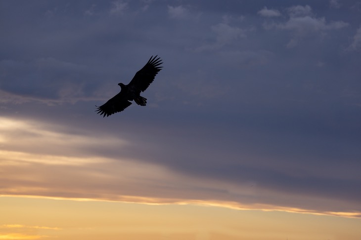 white tailed eagle