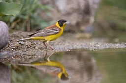 black headed bunting