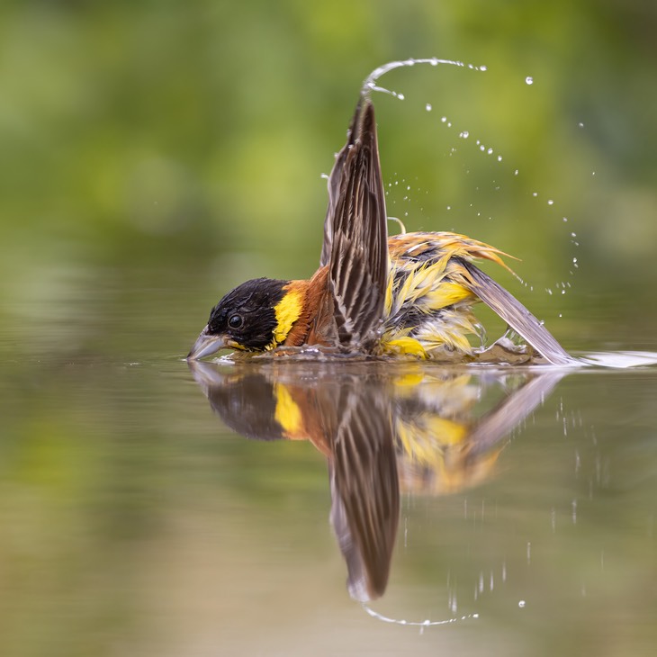 black headed bunting