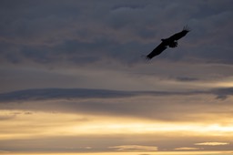 white tailed eagle