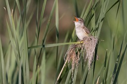 great reed warbler