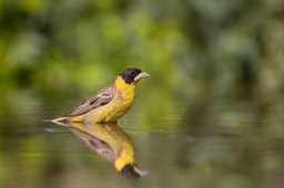 black headed bunting