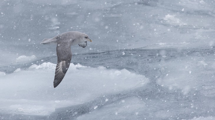 fulmar