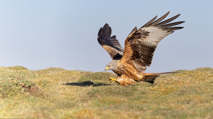 red kite