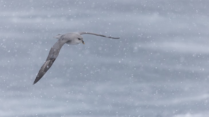 fulmar