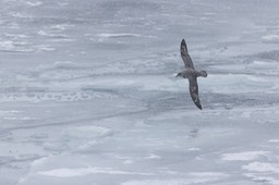 fulmar