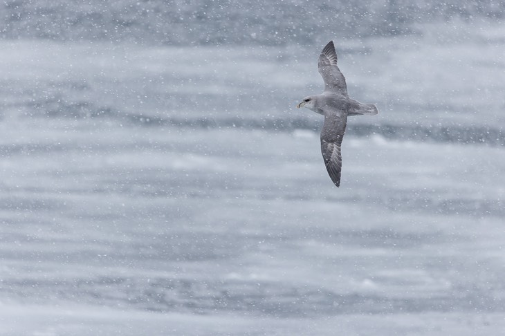 fulmar