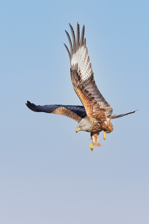 red kite