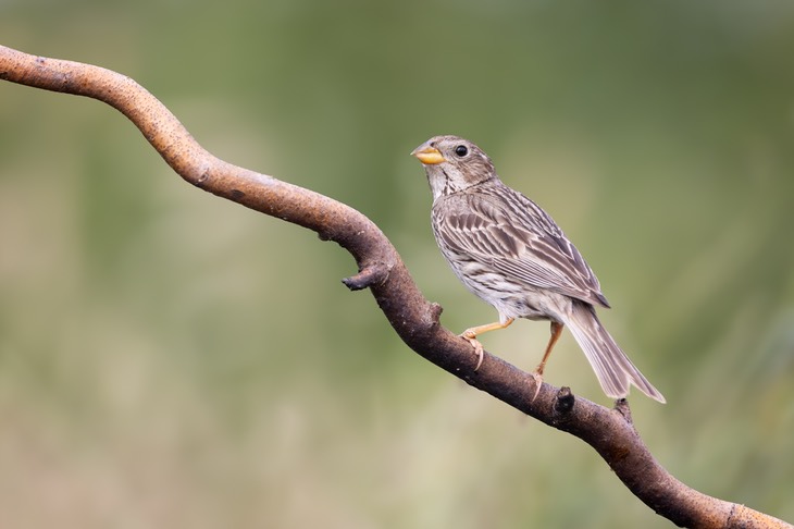 corn bunting