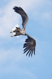 white tailed eagle