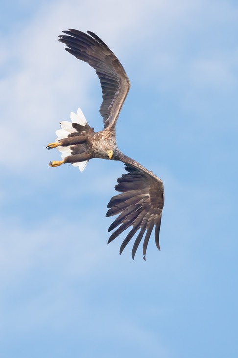 white tailed eagle